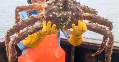 Alaska's declining crab population due to trawlers catches attention of lawmaker