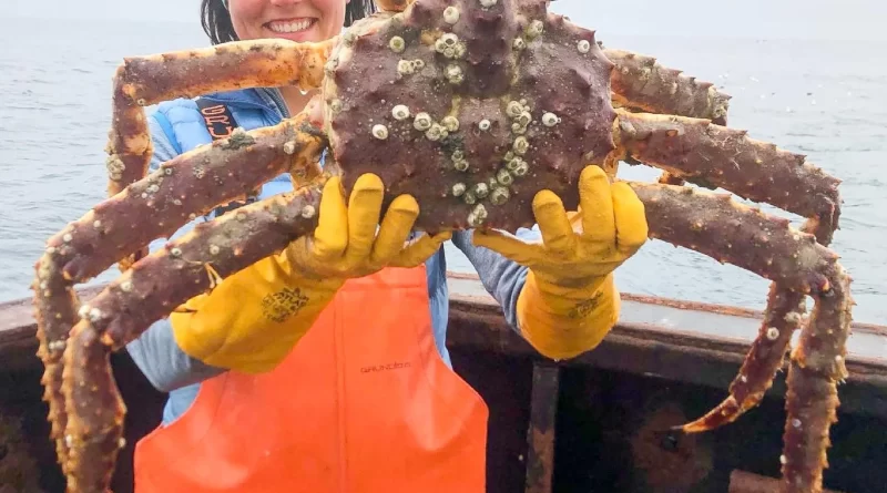 Alaska's declining crab population due to trawlers catches attention of lawmaker